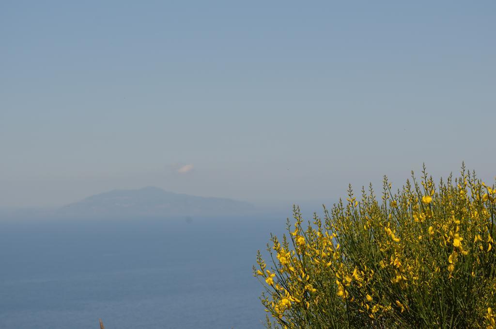 Le Ginestre Di Capri Bb & Holiday House 阿纳卡普里 外观 照片