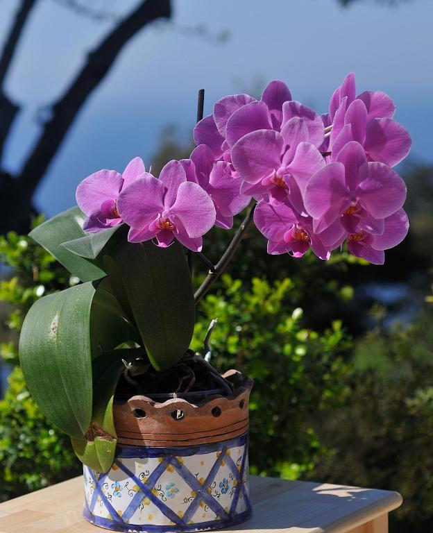 Le Ginestre Di Capri Bb & Holiday House 阿纳卡普里 客房 照片