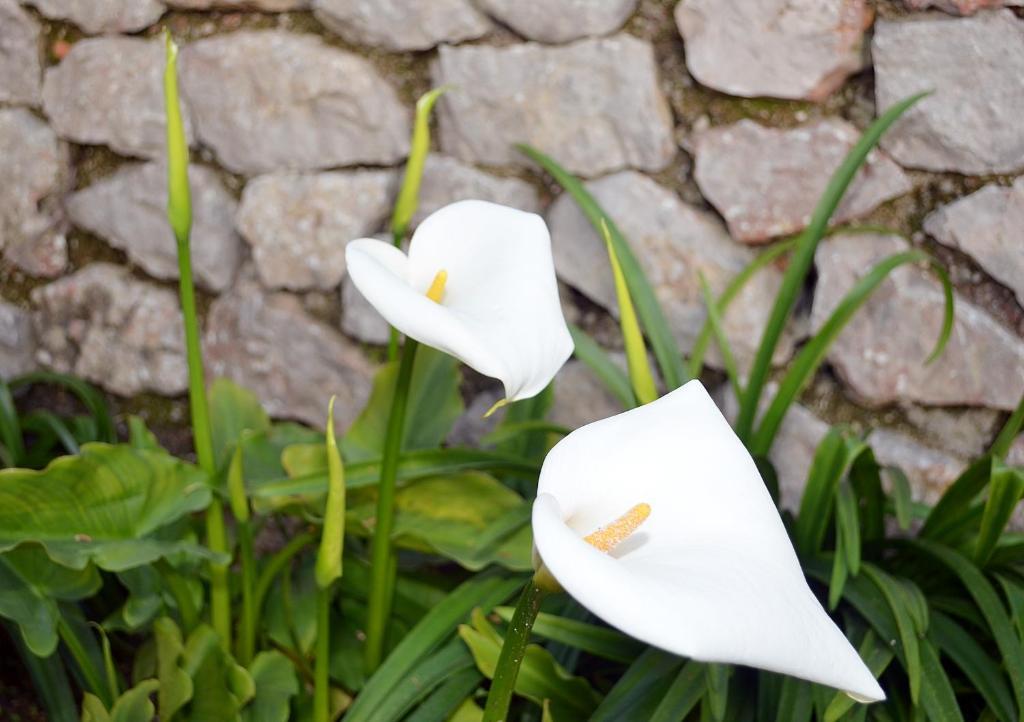 Le Ginestre Di Capri Bb & Holiday House 阿纳卡普里 客房 照片