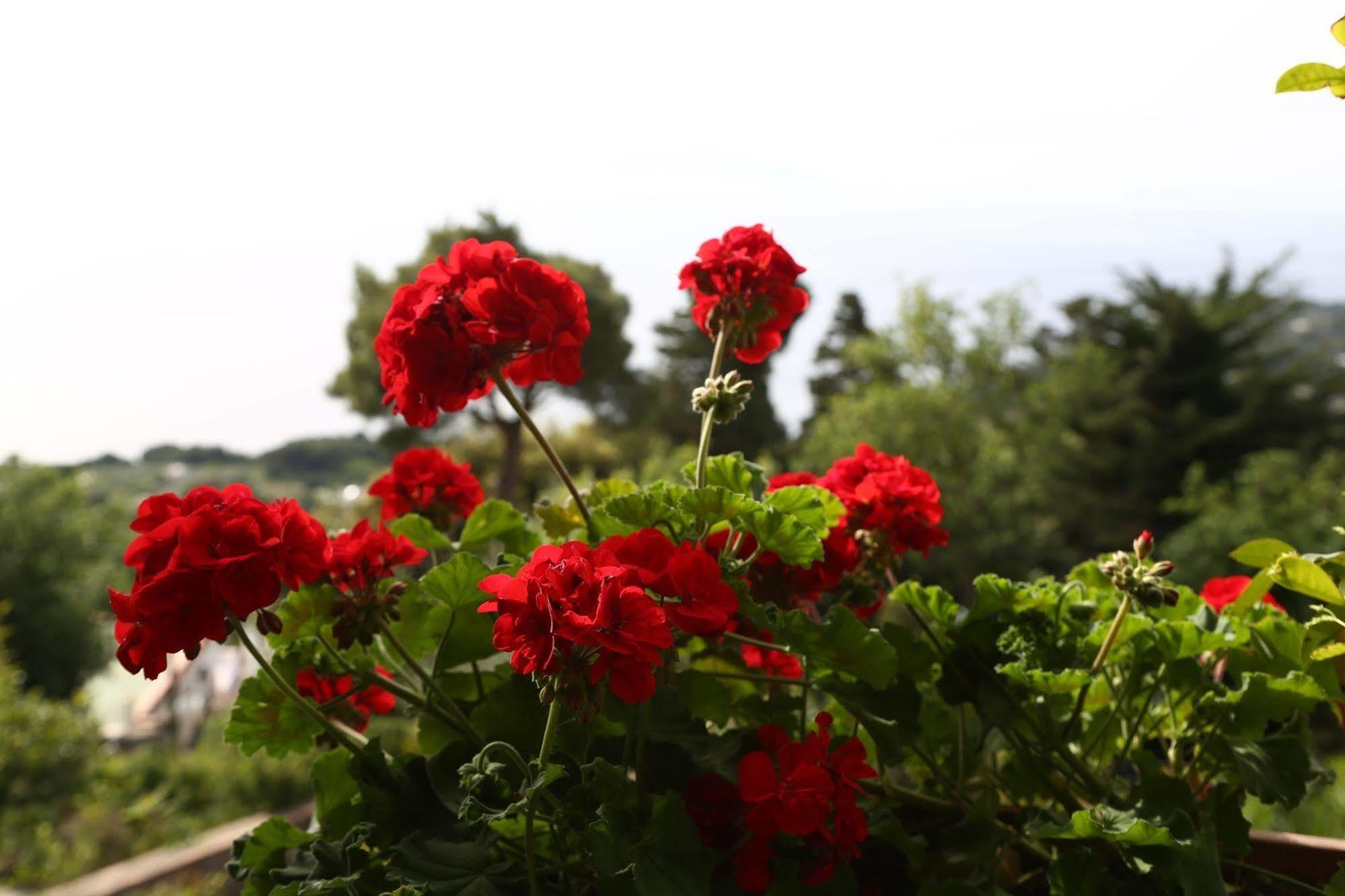 Le Ginestre Di Capri Bb & Holiday House 阿纳卡普里 外观 照片